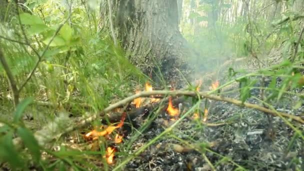 Feuer im Wald — Stockvideo