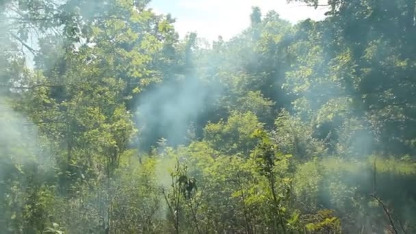Brand in het bos — Stockvideo