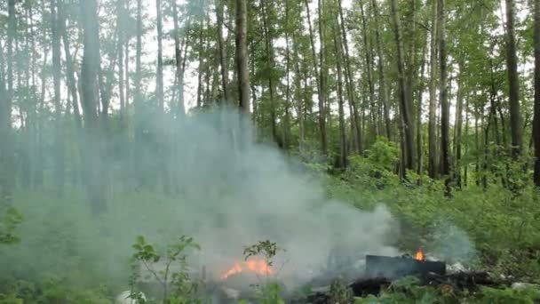 Tűz az erdőben — Stock videók