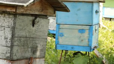 kovan. Arı kovanı, arı