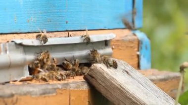 kovan. Arı kovanı, arı