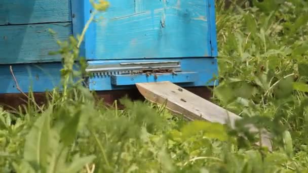 Bienenstock. die Bienen im Bienenhaus — Stockvideo