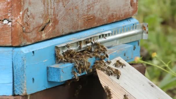 Вулик. Бджоли на пасіці — стокове відео