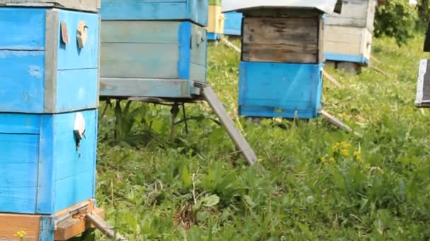 Bienenstock. die Bienen im Bienenhaus — Stockvideo