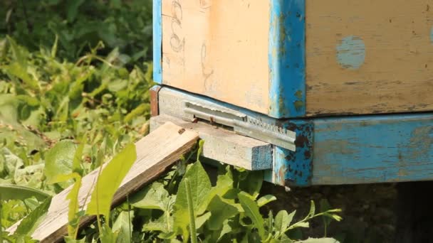 Bienenstock. die Bienen im Bienenhaus — Stockvideo