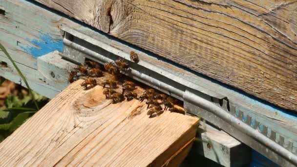 Bienenstock. die Bienen im Bienenhaus — Stockvideo