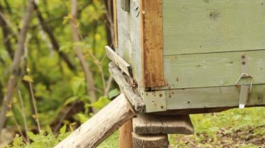 Arı kovanı. Arı kovanı