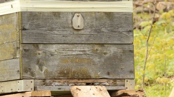 ミツバチの巣箱 — ストック動画