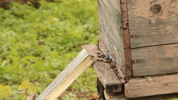 Der Bienenstand. Bienenstöcke — Stockvideo