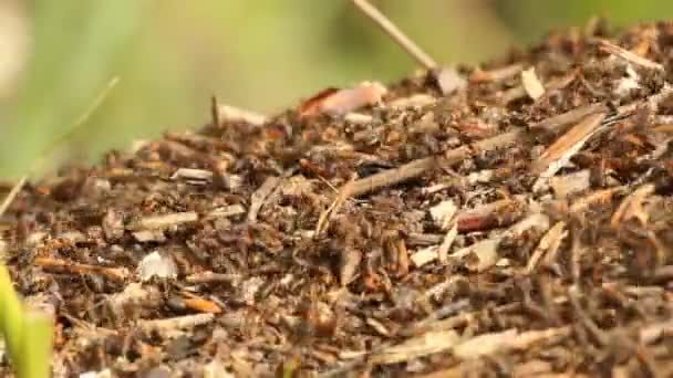 Hormigas rojas en el bosque — Vídeos de Stock