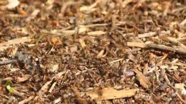 Červené dřevo mravenci v lese — Stock video
