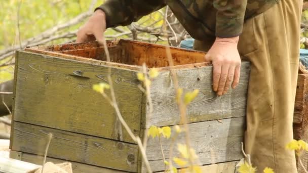 Le printemps travaille sur un rucher. apiculture — Video