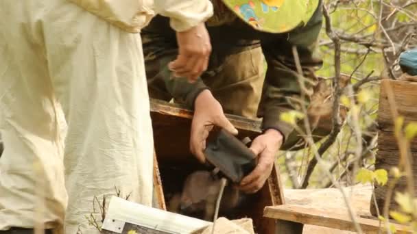 Lente werkt op een bijenteelt. bijenteelt — Stockvideo