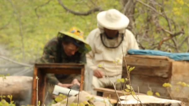 Le printemps travaille sur un rucher. apiculture — Video