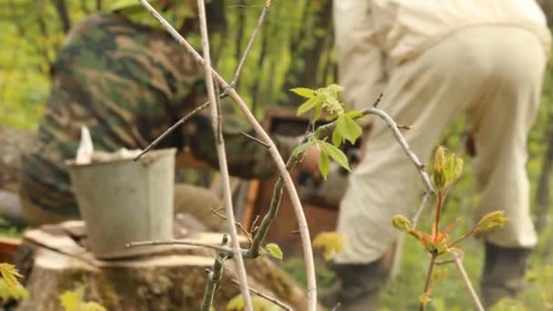 La primavera funciona en un apiario. apicultura — Vídeos de Stock