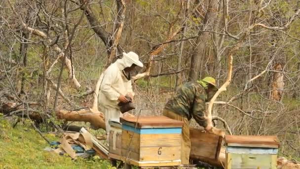 Våren fungerar på en bikupa. biodling — Stockvideo