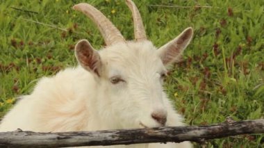 bir çayır üzerinde otlatma keçi