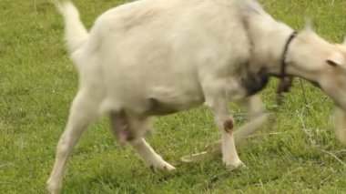 bir çayır üzerinde otlatma keçi