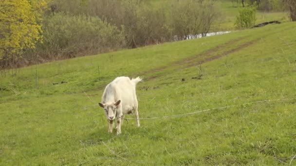 Cabra pastando en un prado — Vídeos de Stock