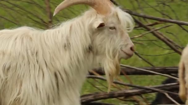 在一片草地上吃草的山羊 — 图库视频影像
