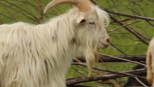 Goat grazing on a meadow — Stock Video