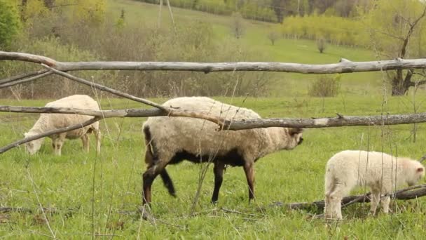 Owce na pastwisku — Wideo stockowe