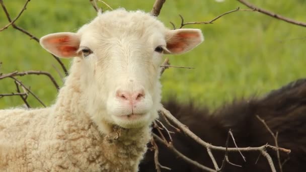 Овцы на пастбище — стоковое видео