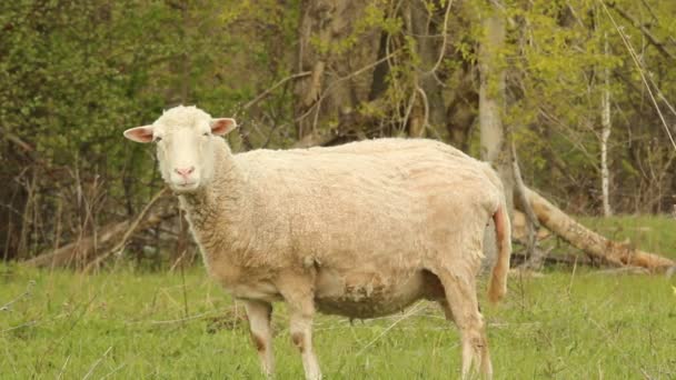 Schapen in de wei — Stockvideo