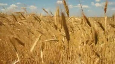 Mavi gökyüzüne karşı buğday tarlası