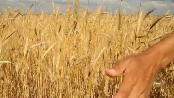 Primer plano de la mano de la mujer corriendo a través del campo de trigo, dolly shot . — Vídeos de Stock