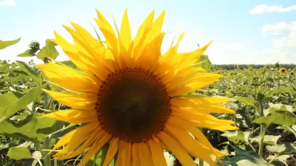 Sunflower — Stock Video