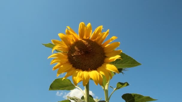 Sonnenblume im Feld — Stockvideo