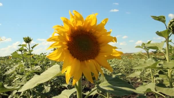 Girasol en el campo — Vídeos de Stock