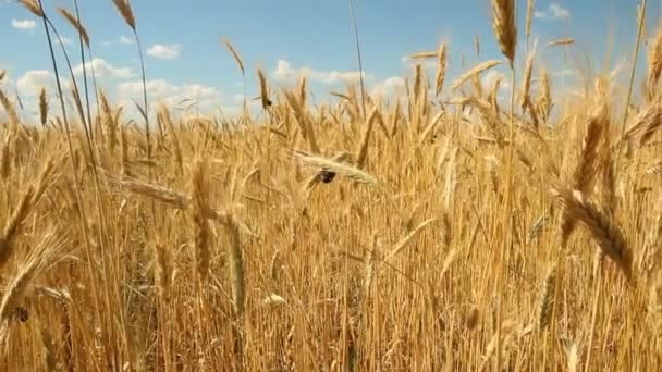 Campo de trigo contra un cielo azul — Vídeos de Stock