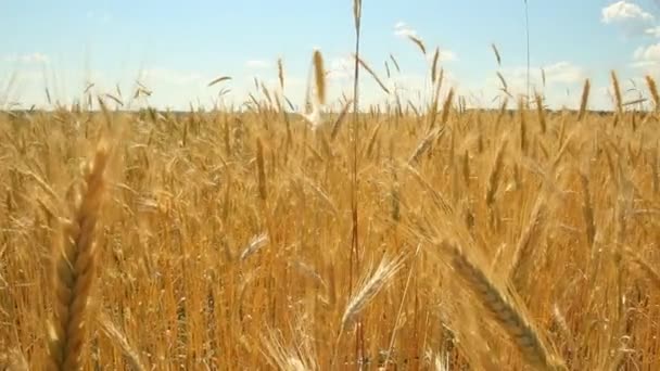 Campo de trigo — Vídeo de Stock