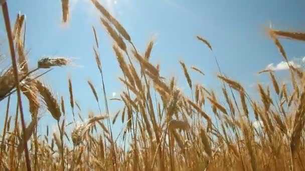 Mavi gökyüzüne karşı buğday tarlası — Stok video