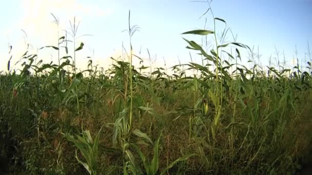 Cornfield — Stockvideo