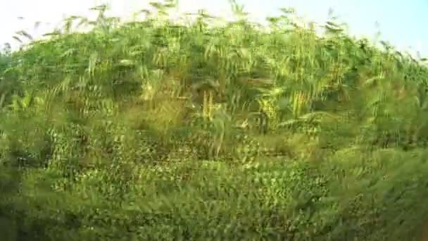 Cornfield — Stockvideo