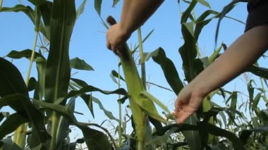 Mısır ve erkek el olgun kulak