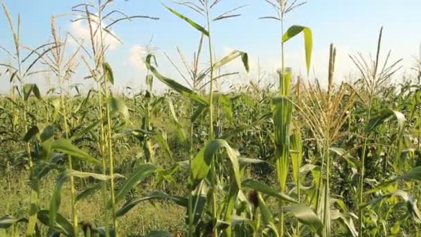 Campo di grano — Video Stock