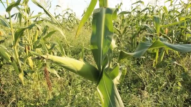 Oreja de maíz madura — Vídeo de stock