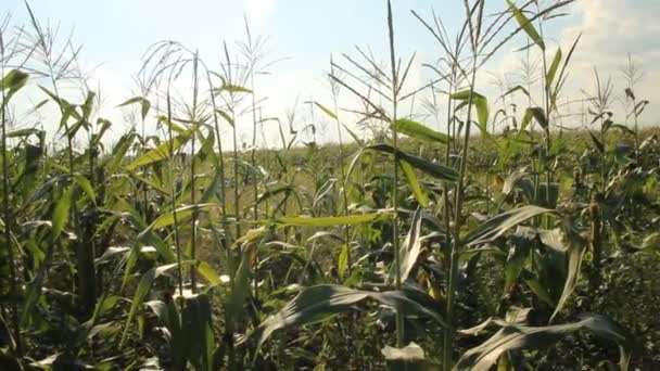 玉米地里 — 图库视频影像