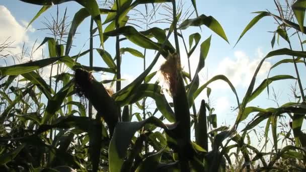 Ripe ear of corn — Stock Video