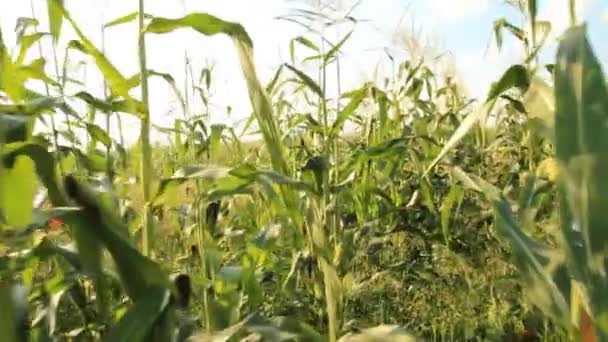 Matura di spiga di grano — Video Stock