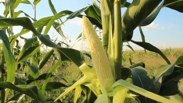 Ripe ear of corn and female hands — Stock Video