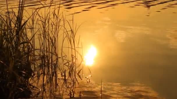 Puesta de sol en el lago. paisaje de verano — Vídeos de Stock