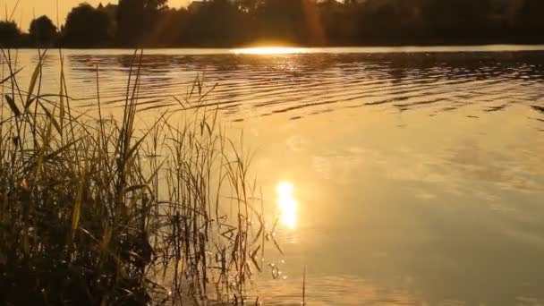 Pôr do sol no lago. paisagem de verão — Vídeo de Stock