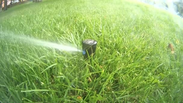 Automatisk gräsmatta vattning — Stockvideo