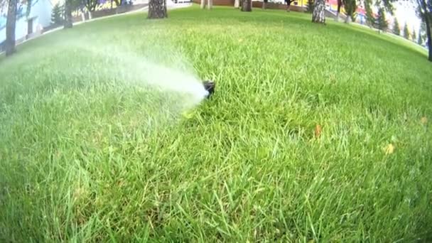 自動芝生の散水 — ストック動画