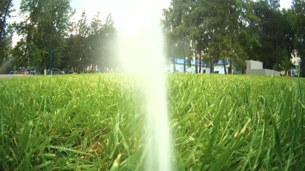 Автоматическое поливание газонов — стоковое видео